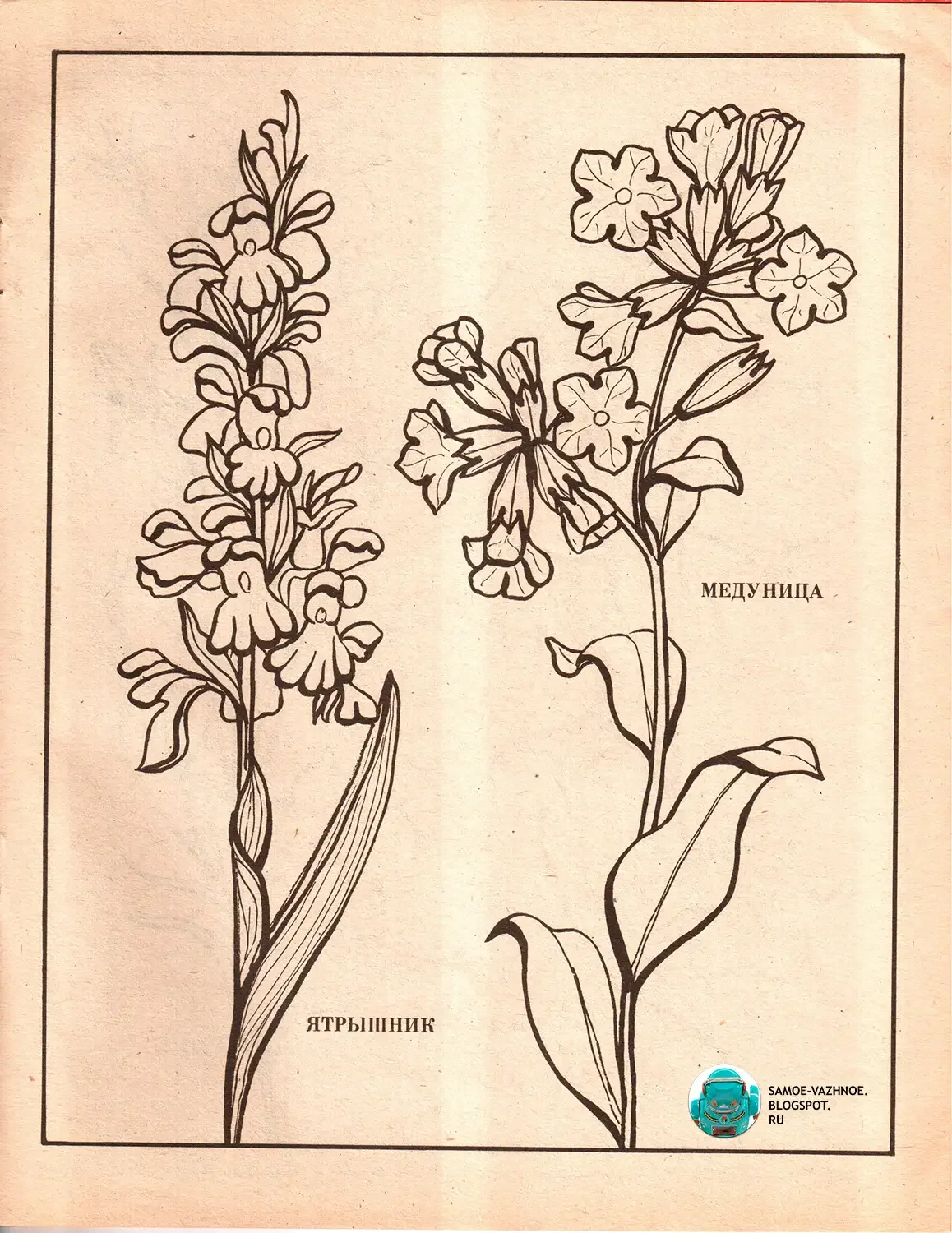 Эскиз растения легкий