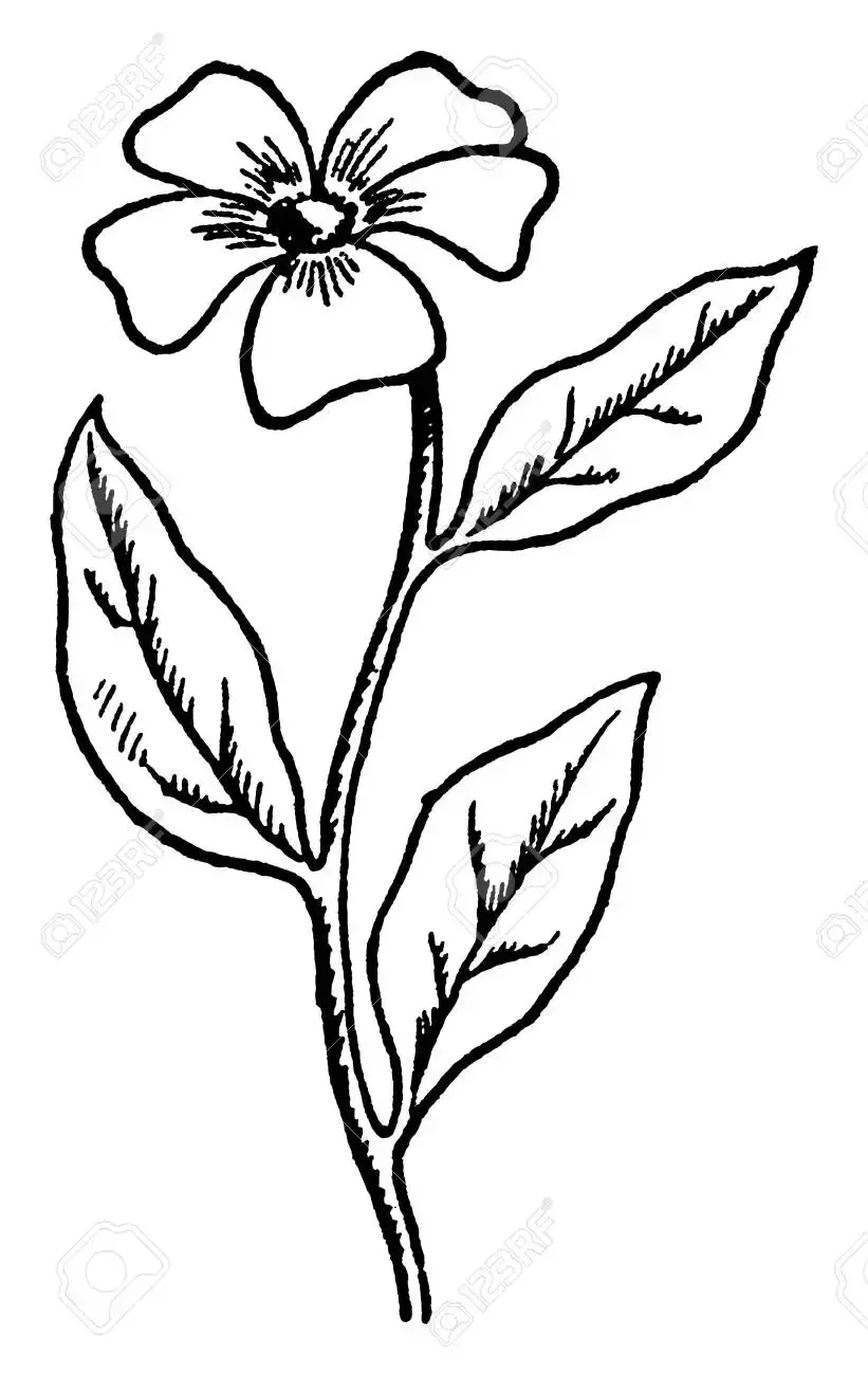 Раскраска кипрей Иван чай