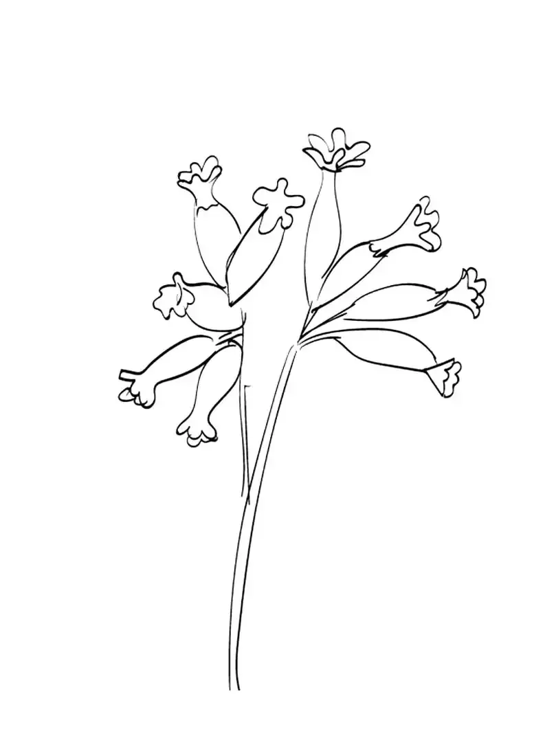 Энотера раскраска