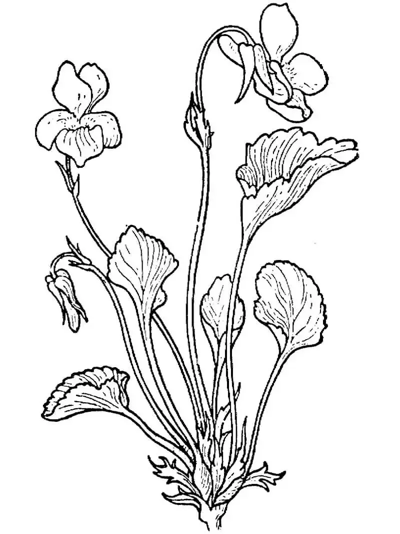 Раскраска цветы первоцветы