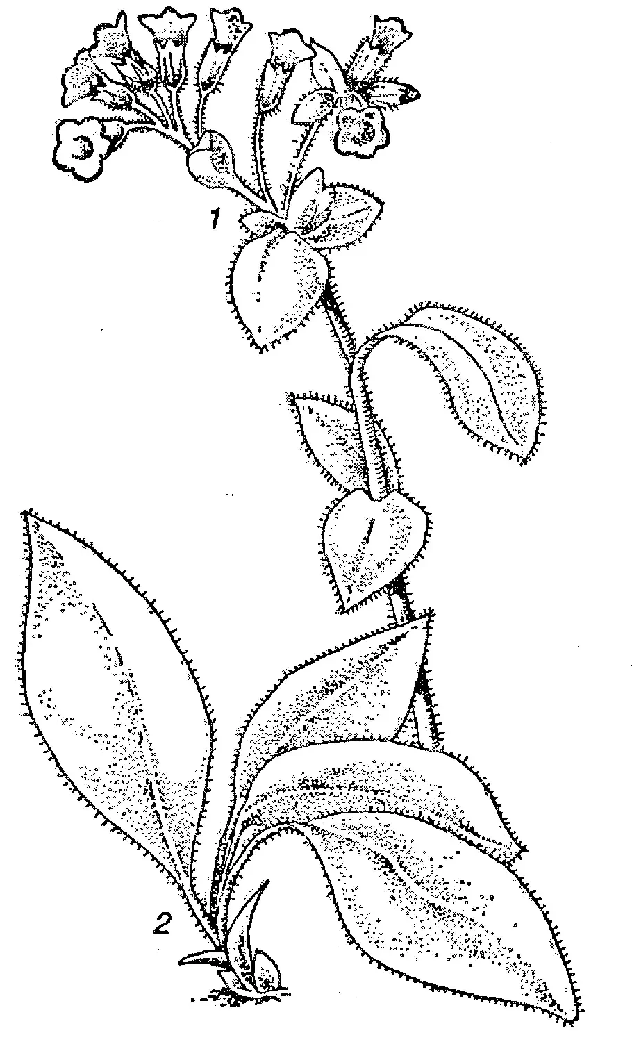 Медуница корень