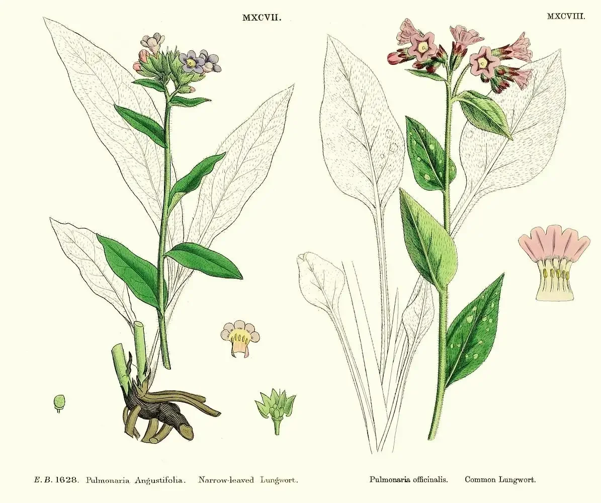 Медуница акварель