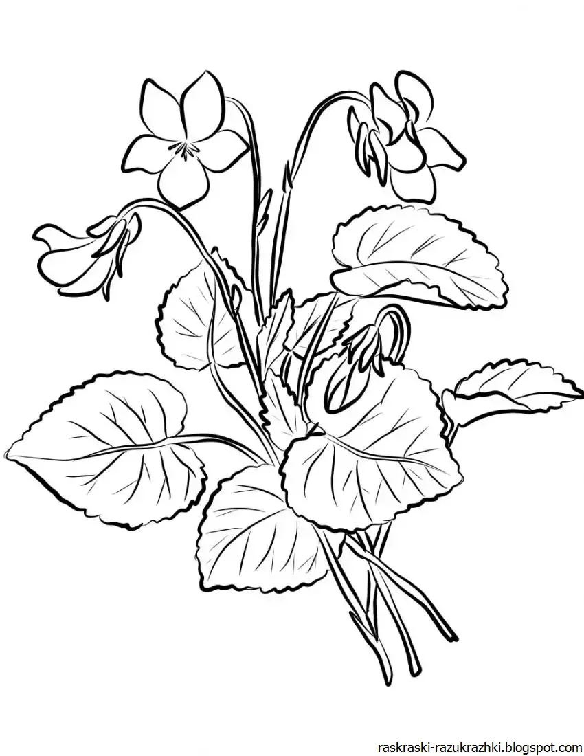 Незабудка раскраска для детей