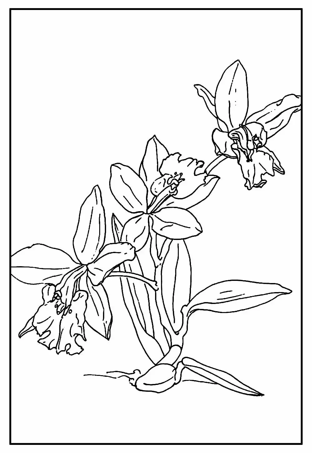 Фиалка топяная раскраска