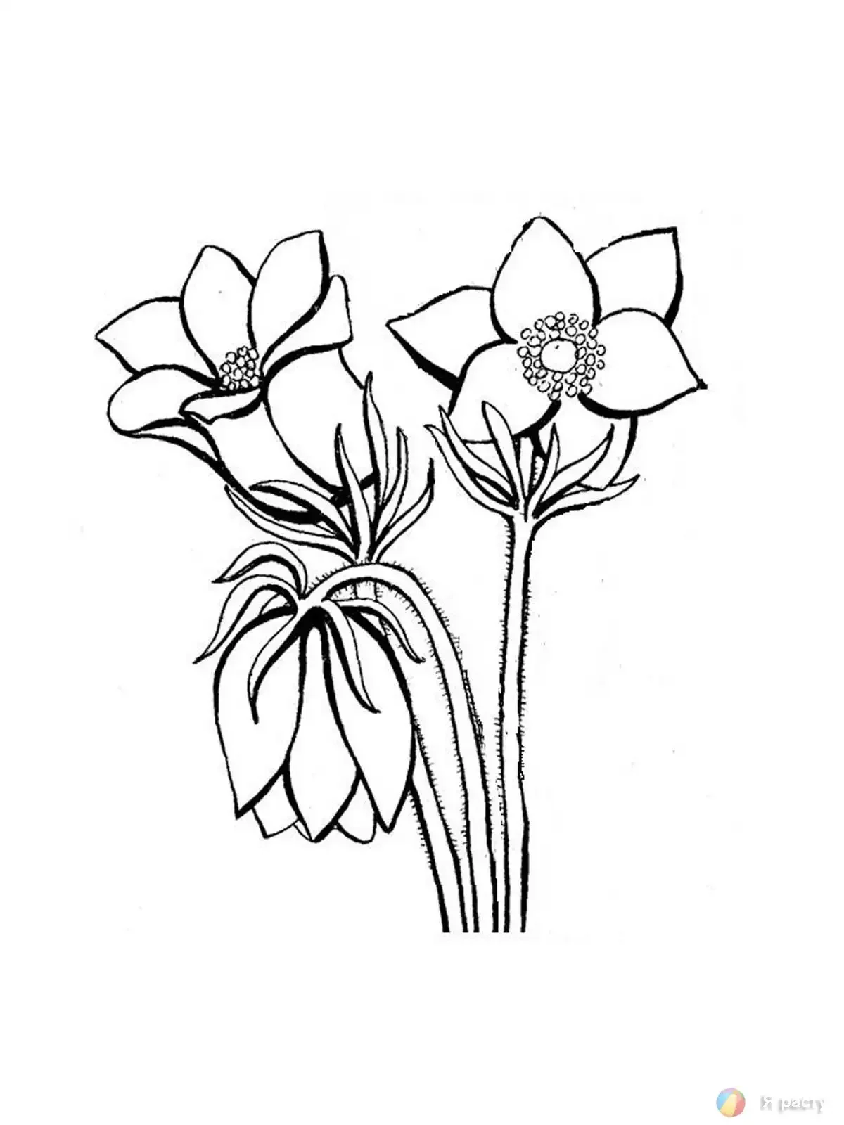 Медуница цветок на белом фоне