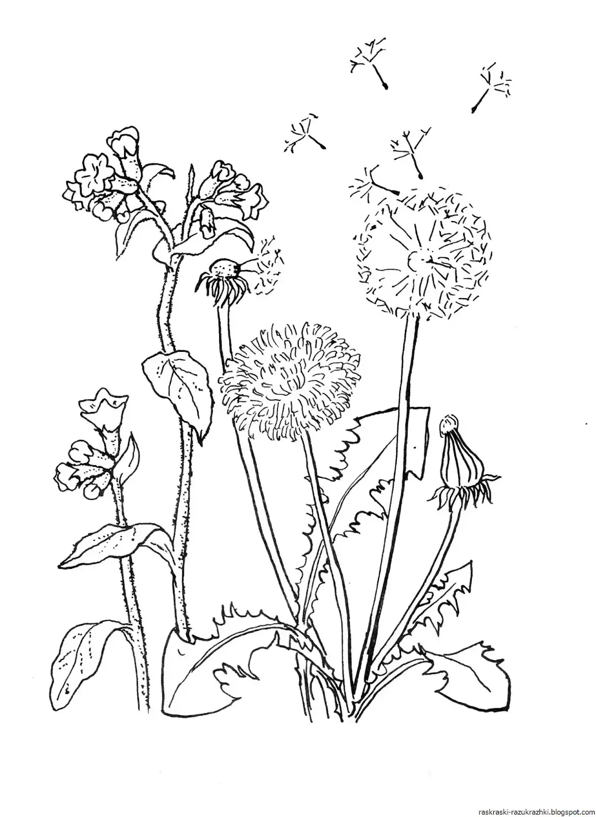 Примула первоцвет раскрасить