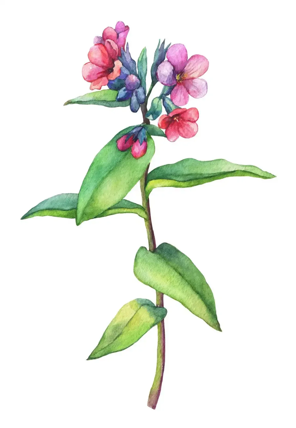 Узамбарская фиалка раскраска