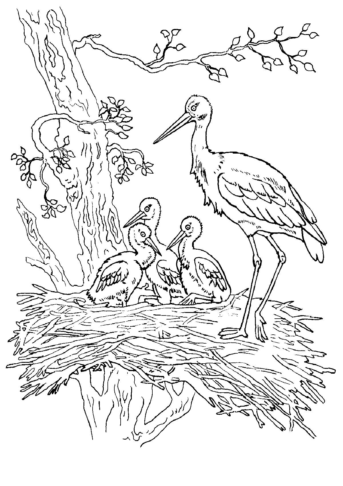 Аист рисунок