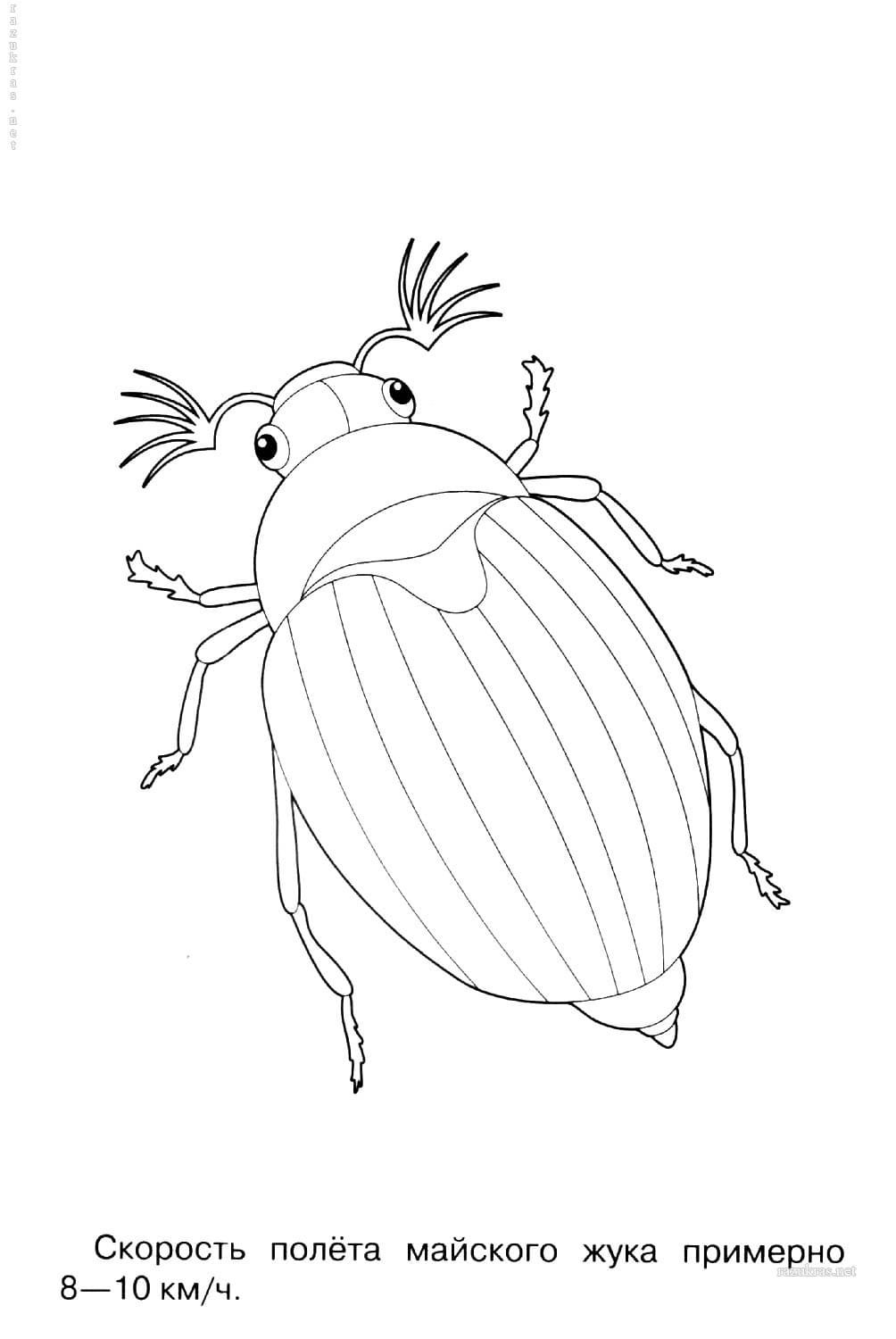 Раскраска Белочка с орешками