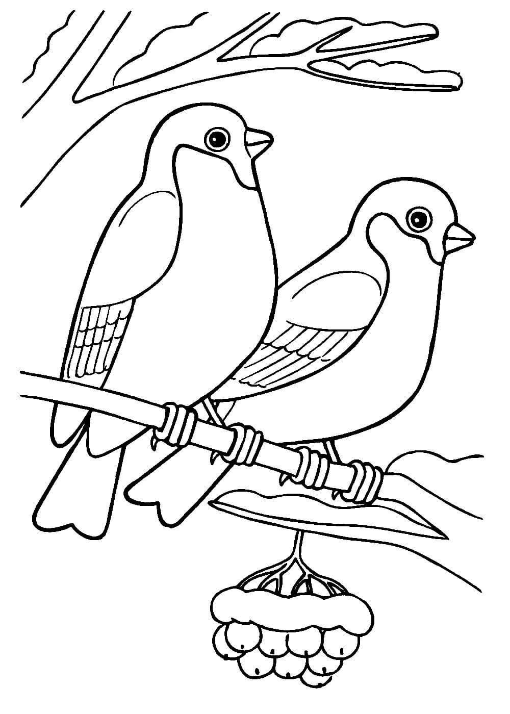 Разукрашки зимующие птицы Воробей