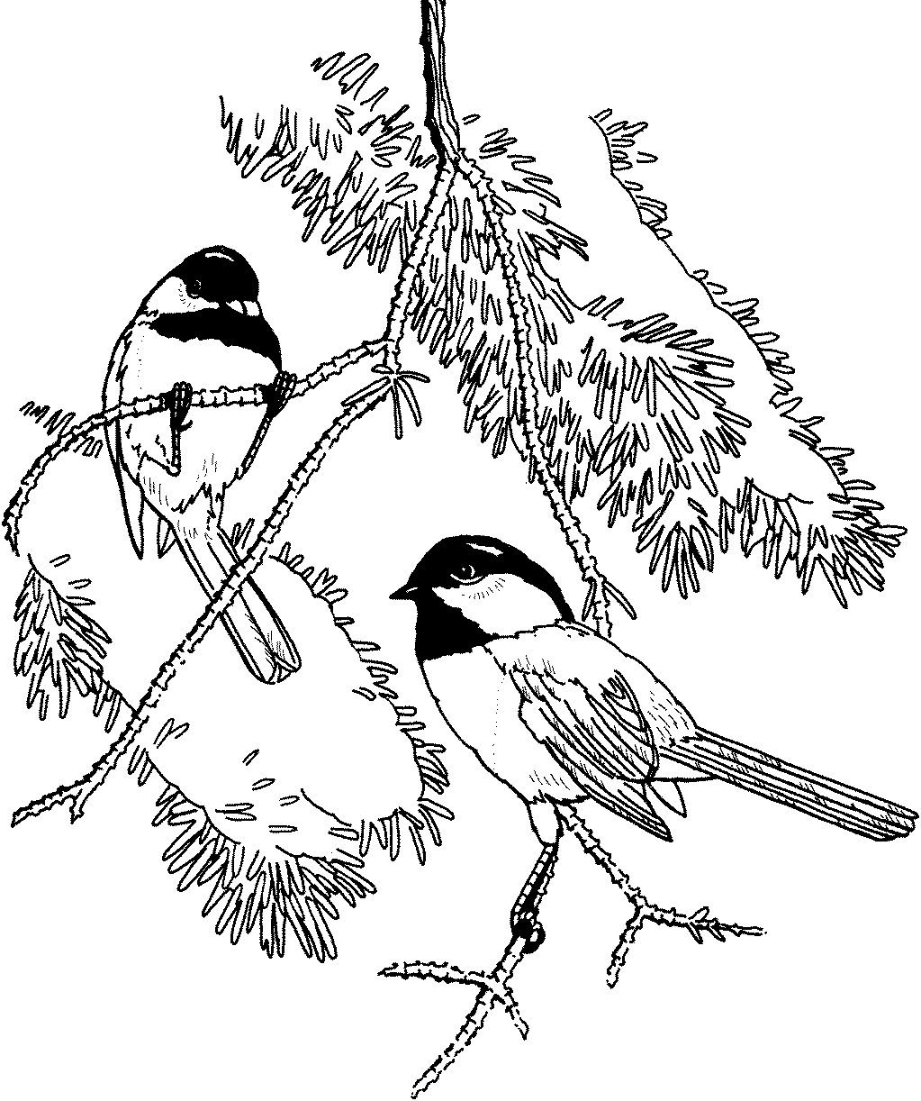 Певчие птицы раскраска