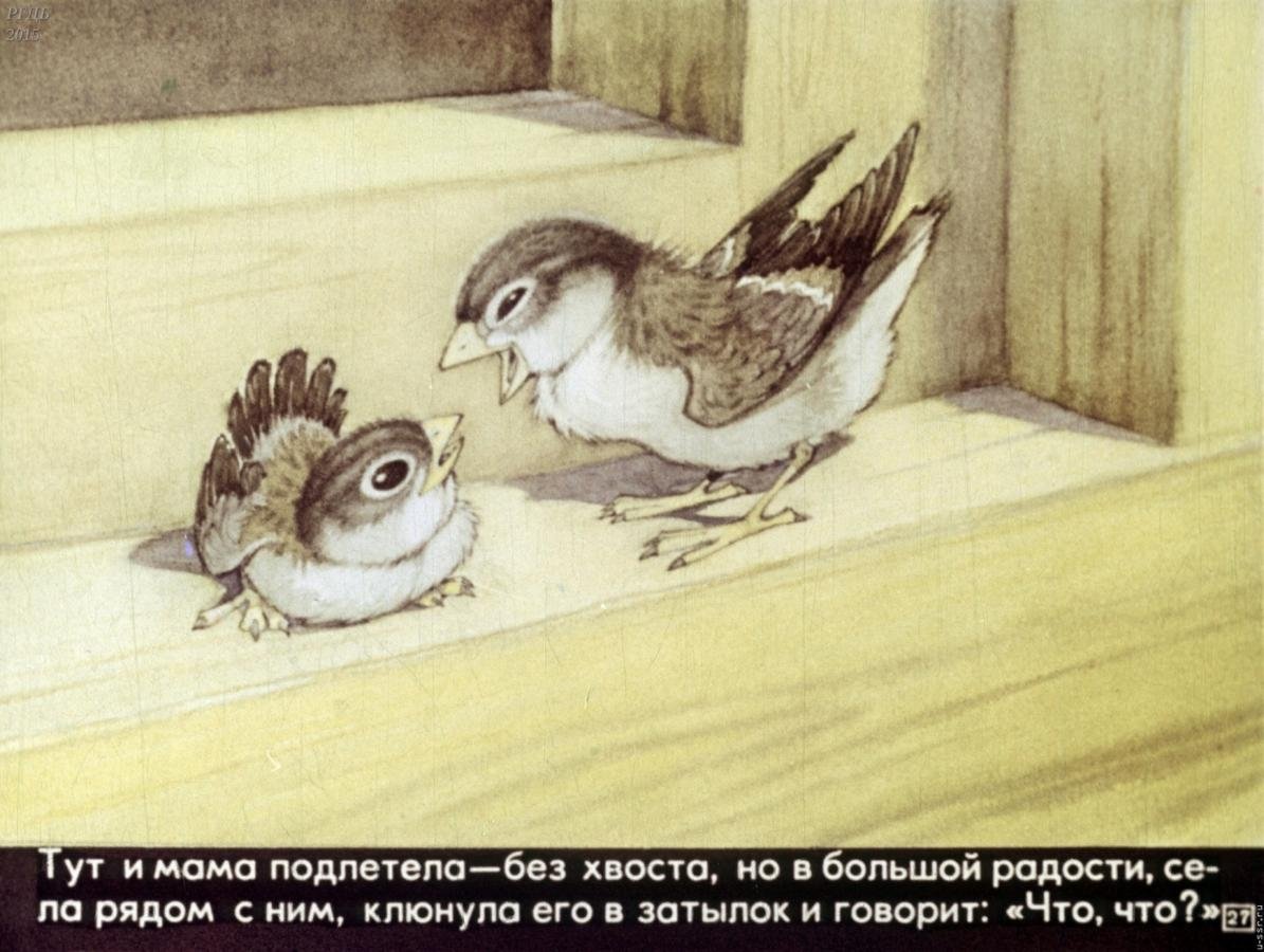 Кот охотится на воробьёв