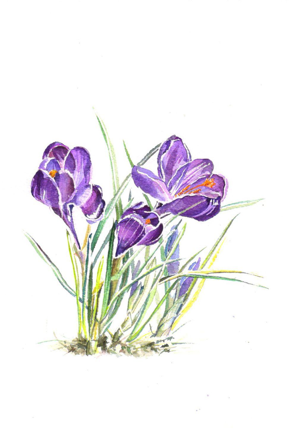 Крокус Ботаническая иллюстрация