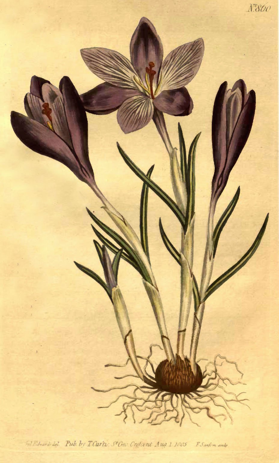 Цветы Крокус Ботанический