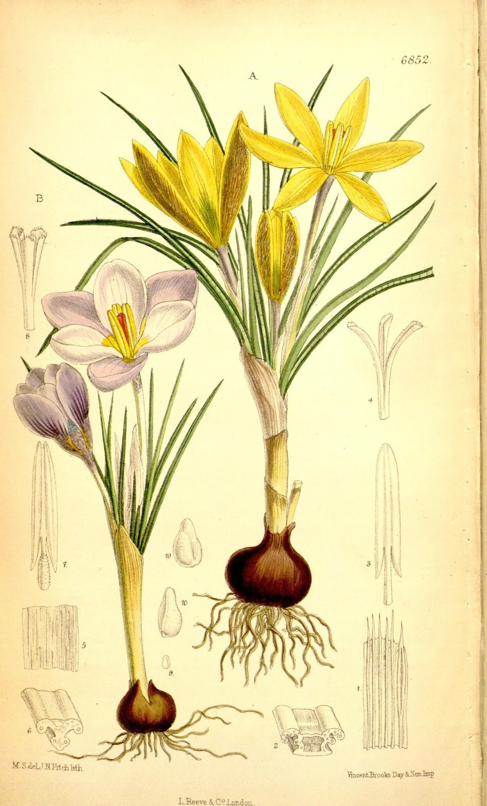 Крокус Ботаническая акварель