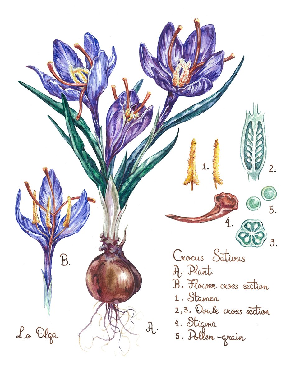 Крокус Ботаническая иллюстрация