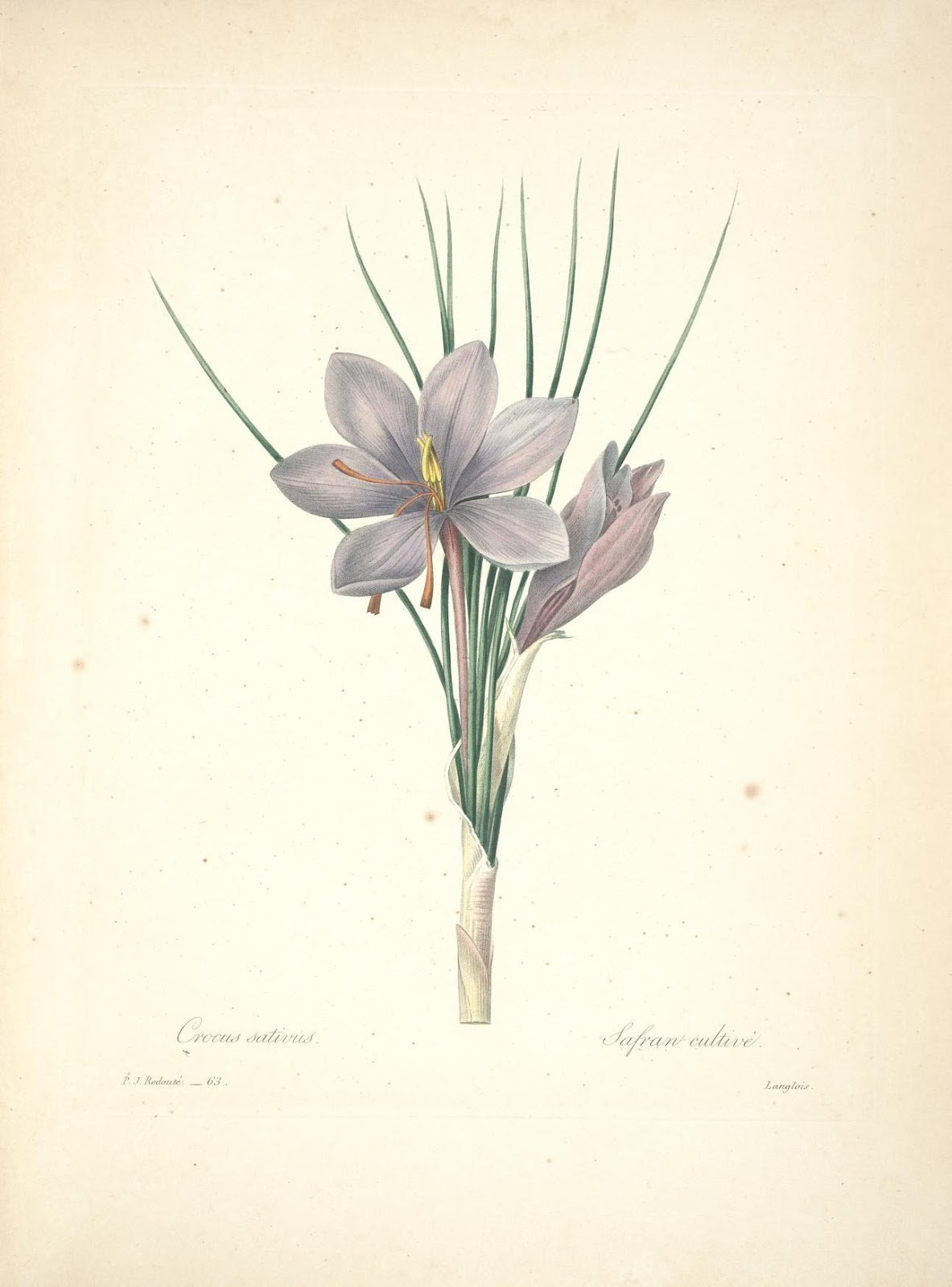 Крокус Флаерс Ботанические