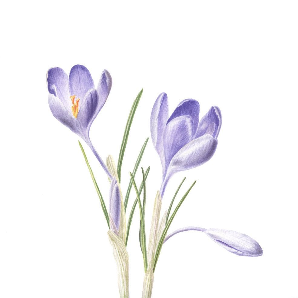 Крокус Ботаническая иллюстрация