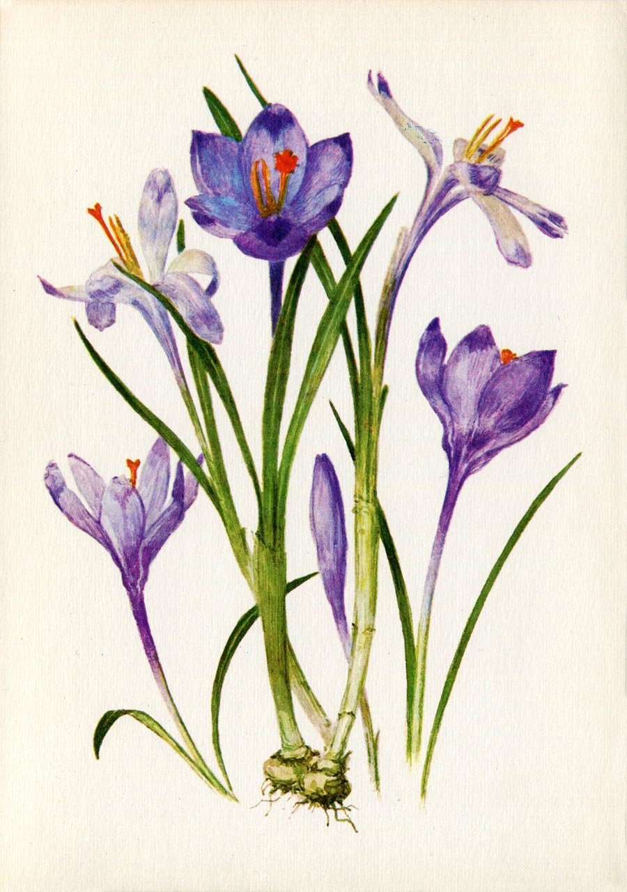 Клубнелуковица Ботаническая иллюстрация