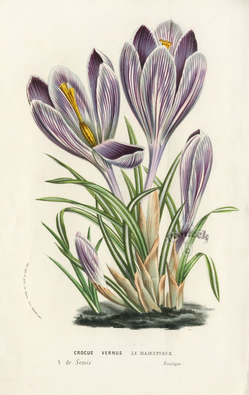 Sofia Perina Miller акварель