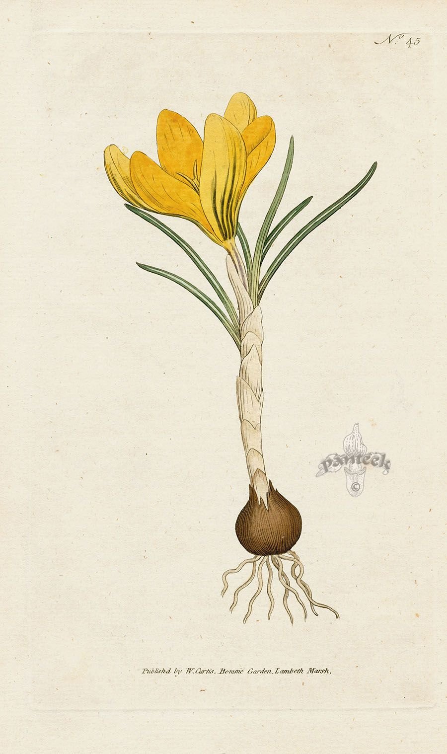 Ботанический атлас Крокус