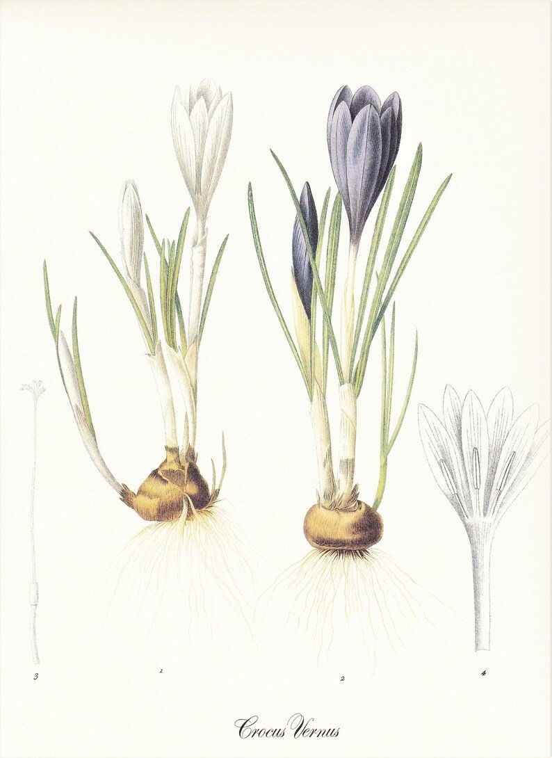 Шафран посевной Ботанический рисунок