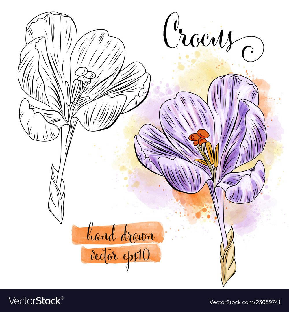 Крокус Ботаникал