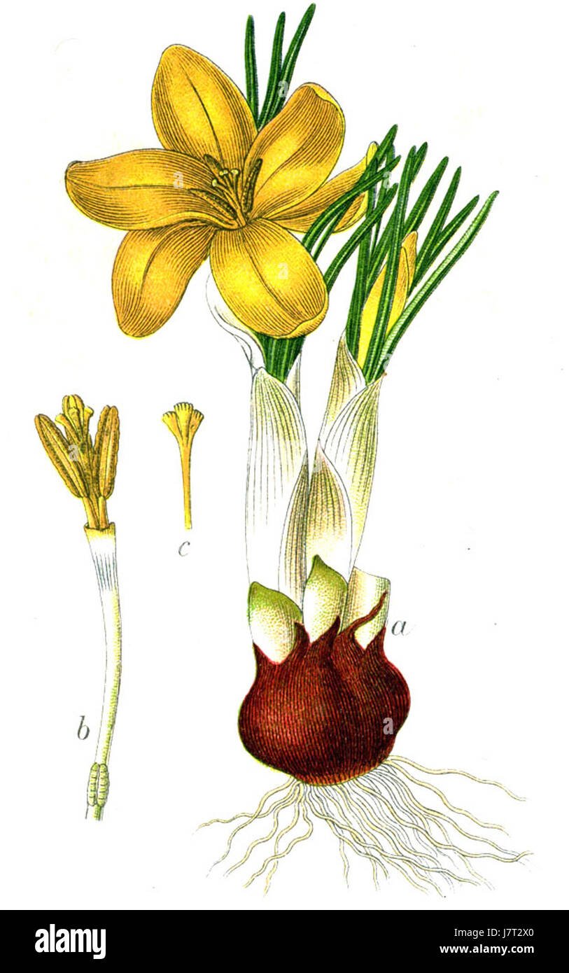 Шафран посевной Ботанический рисунок