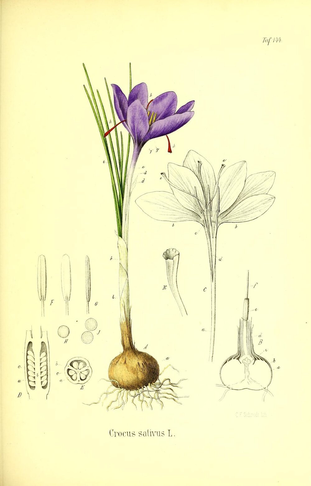 Крокус Ботаническая иллюстрация