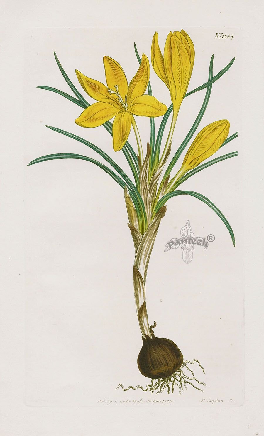 Катарина Кляйн крокусы