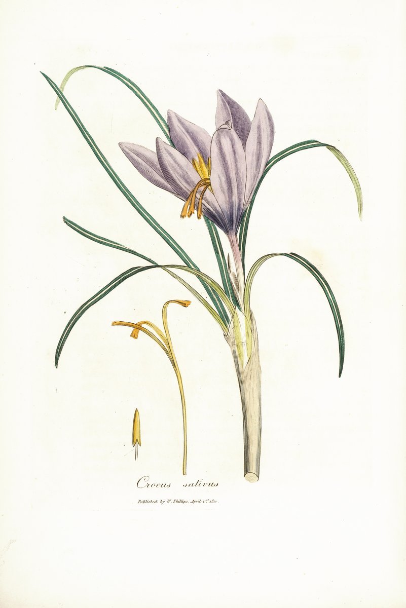 Ботаническая иллюстрация крокусы