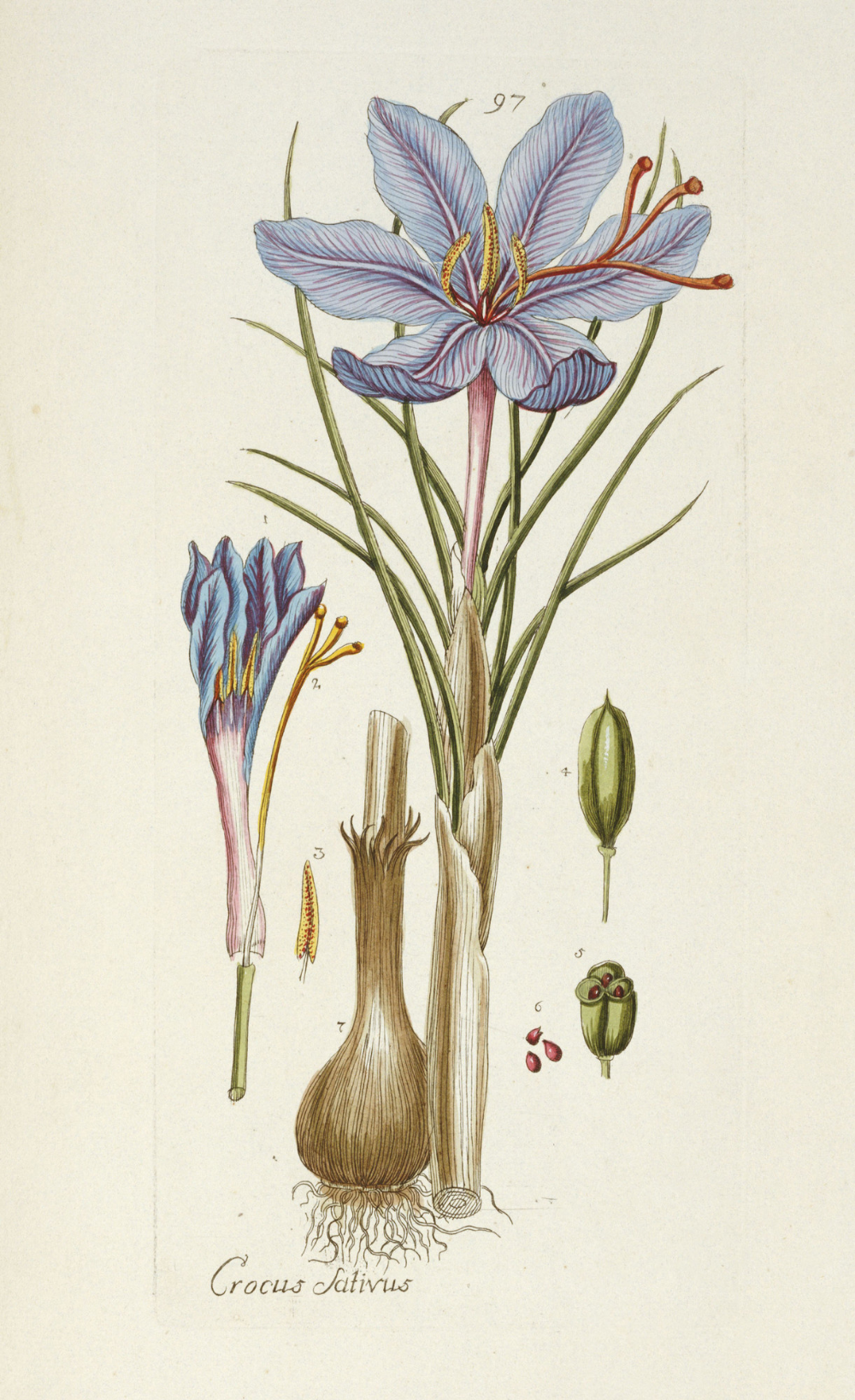 Крокусы акварелью