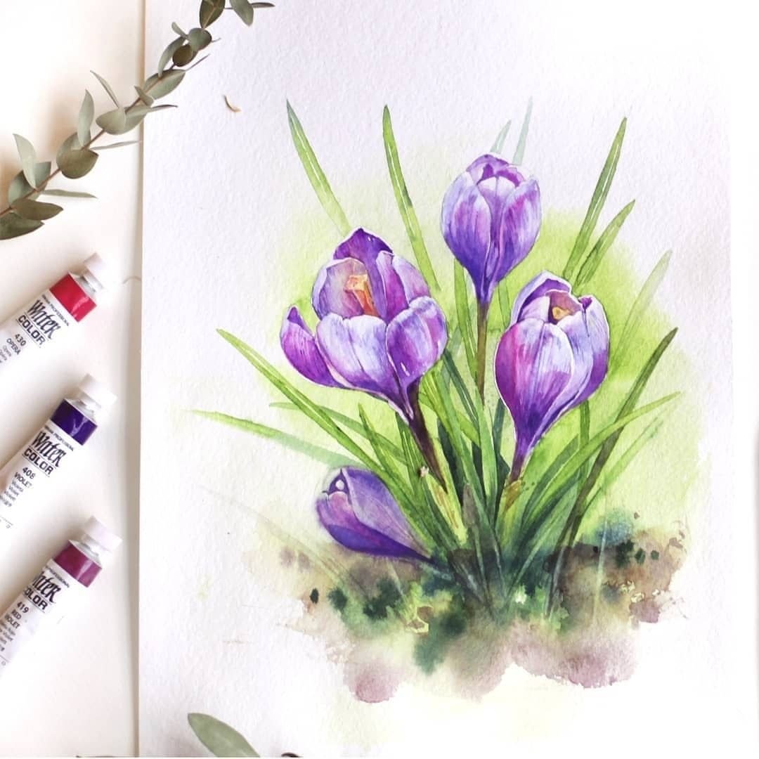 Строение цветка крокуса рисунок