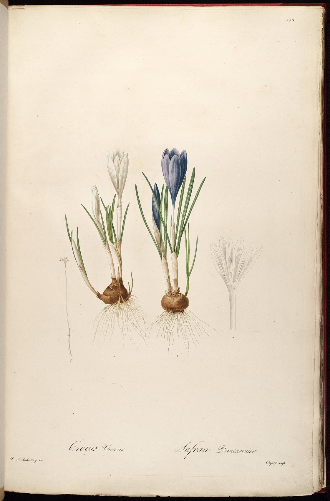 Ботаническая живопись крокусы