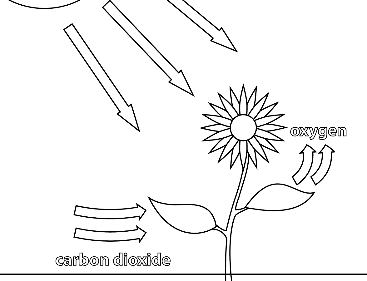 Процесс фотосинтеза рисунок