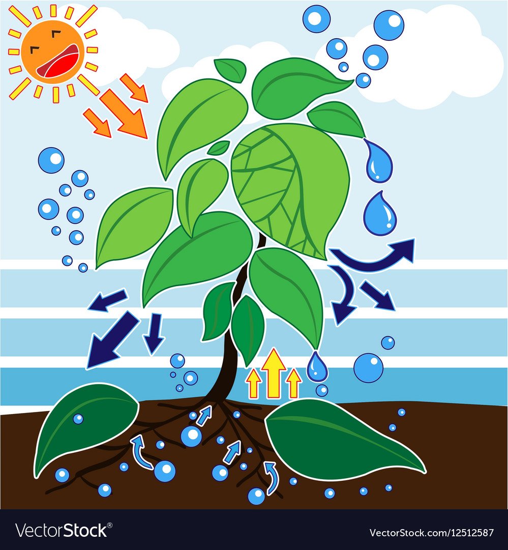 Фотосинтез раскраска