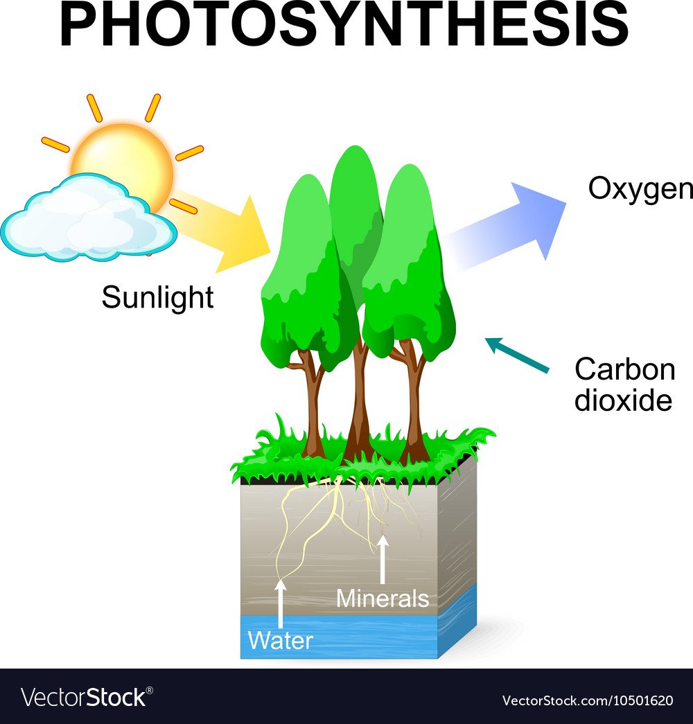 Фотосинтез анимация