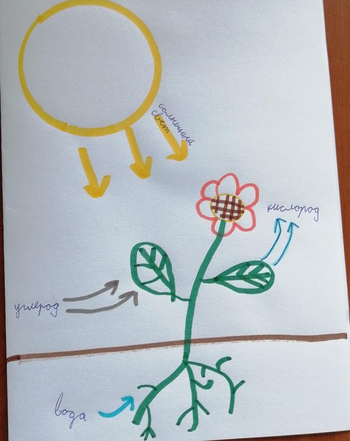 Биогеохимический круговорот веществ схема