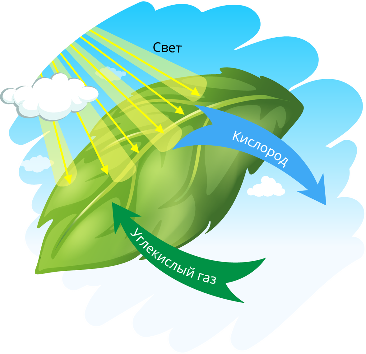 Рисунок схема фотосинтез 6 класс