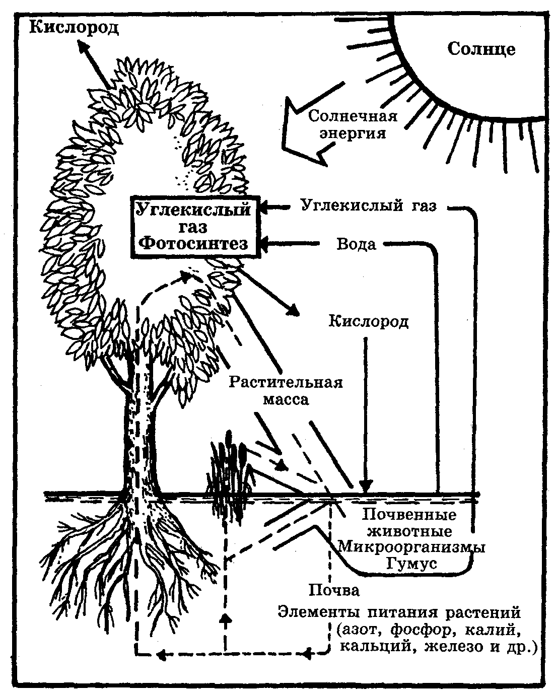 Раскраска фотосинтез