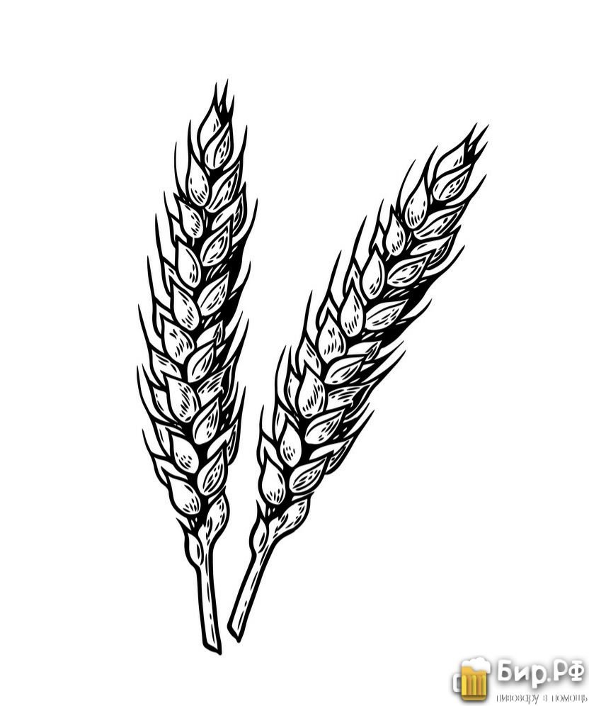 Колосок рисунок карандашом