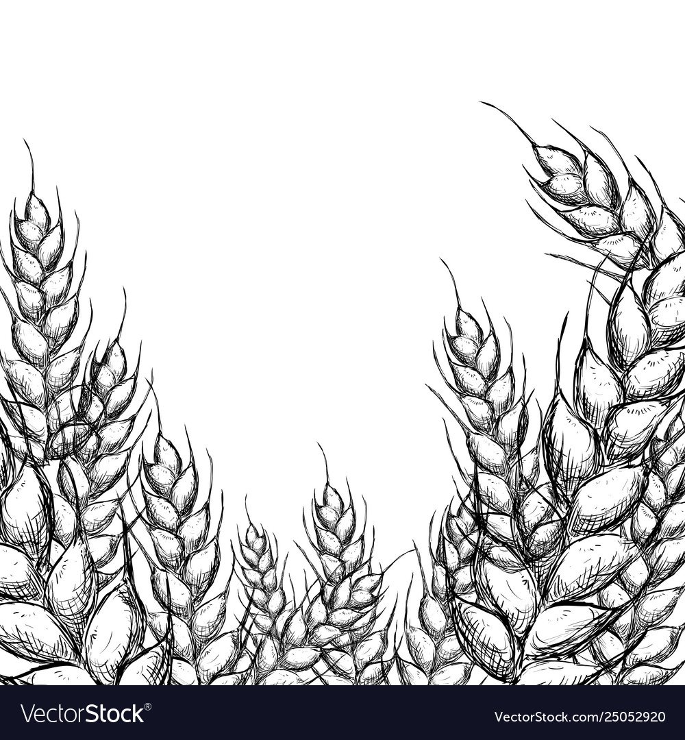 Пшеница гравюра Колос