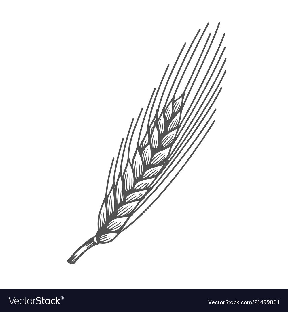 Колосок пшеницы раскраска