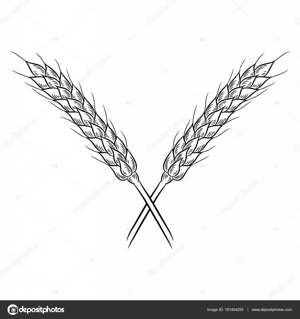 Раскраска колосок пшеницы для детей
