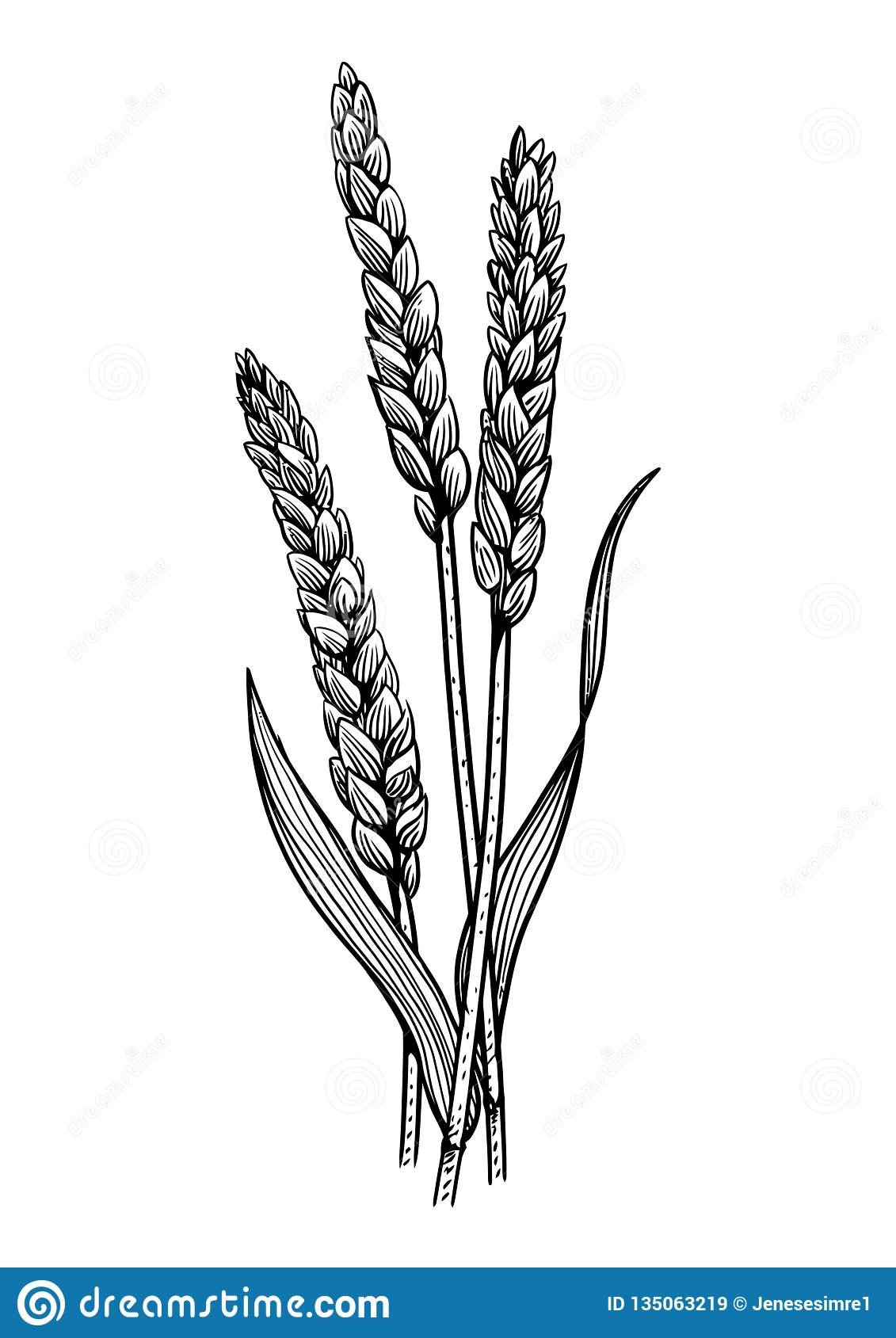 Пшеница вектор контур
