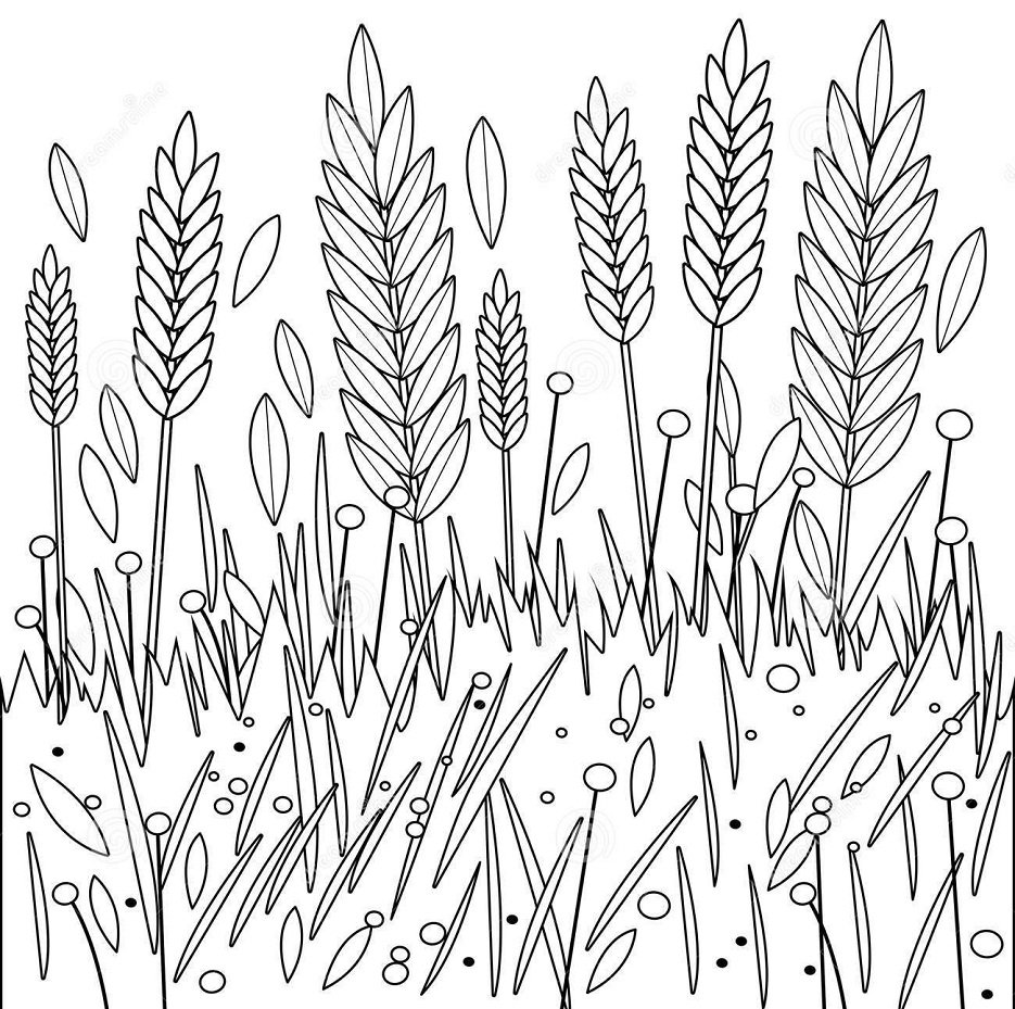 Колос пшеницы рисунок