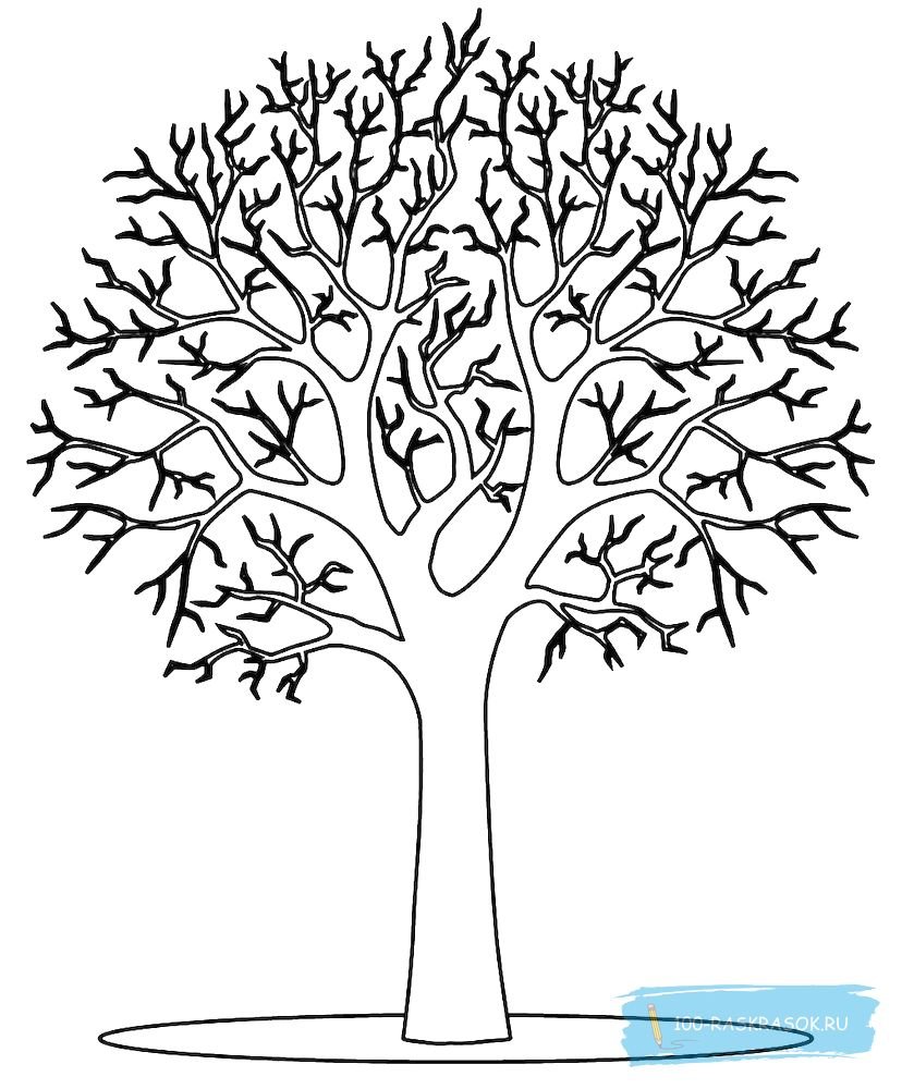 Контур кроны дерева