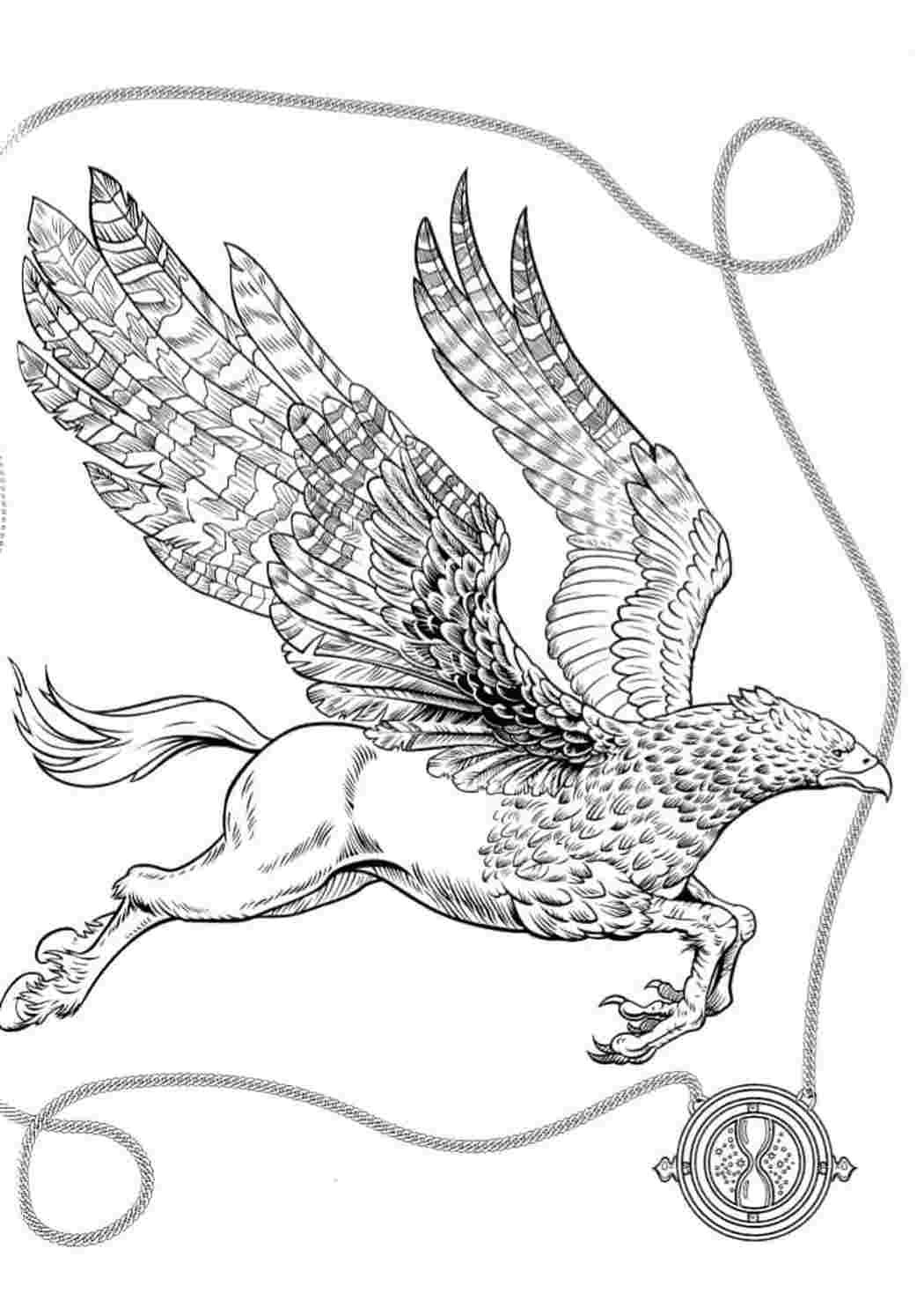 Раскраска Гарри Поттер гиппогриф