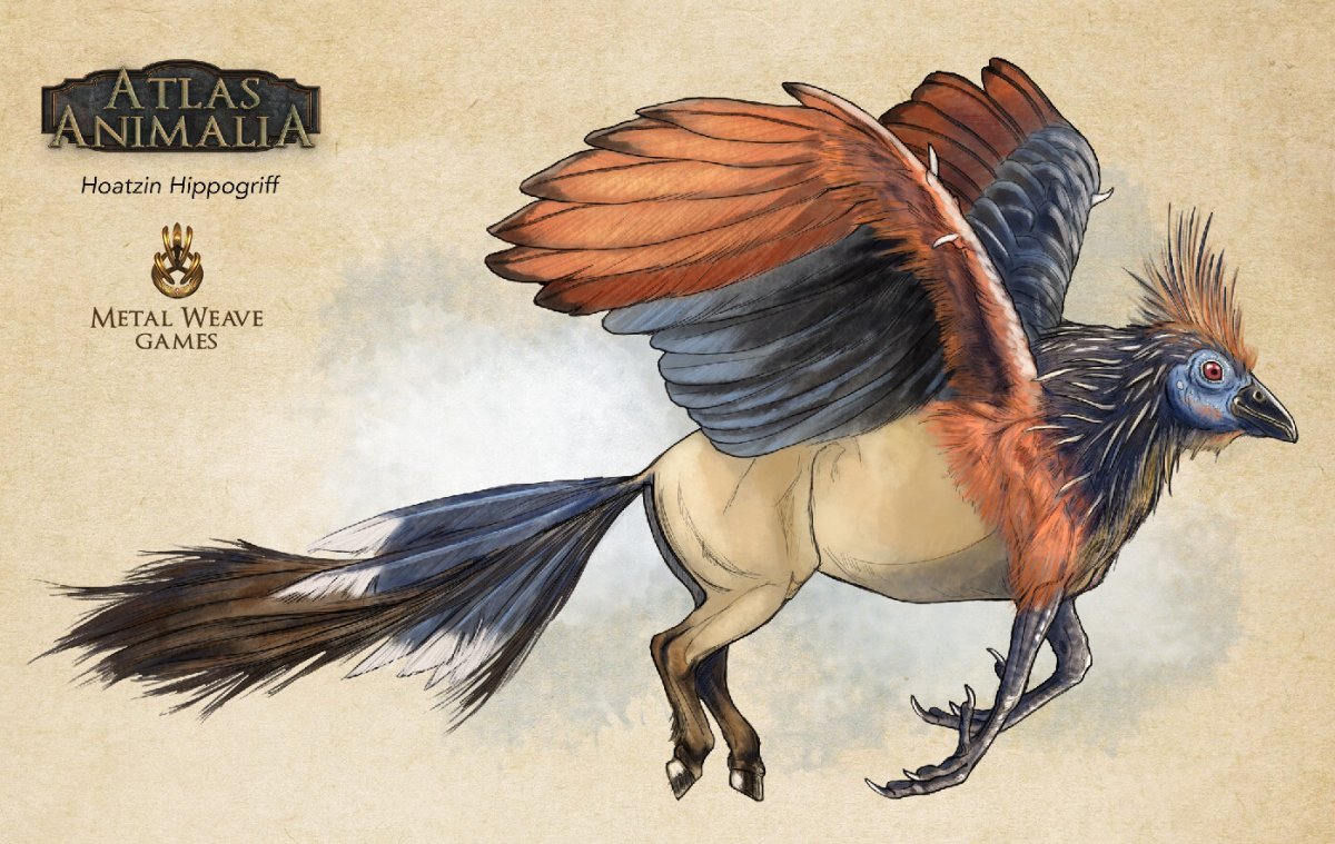 Раскраска Гарри Поттер Сова Букля