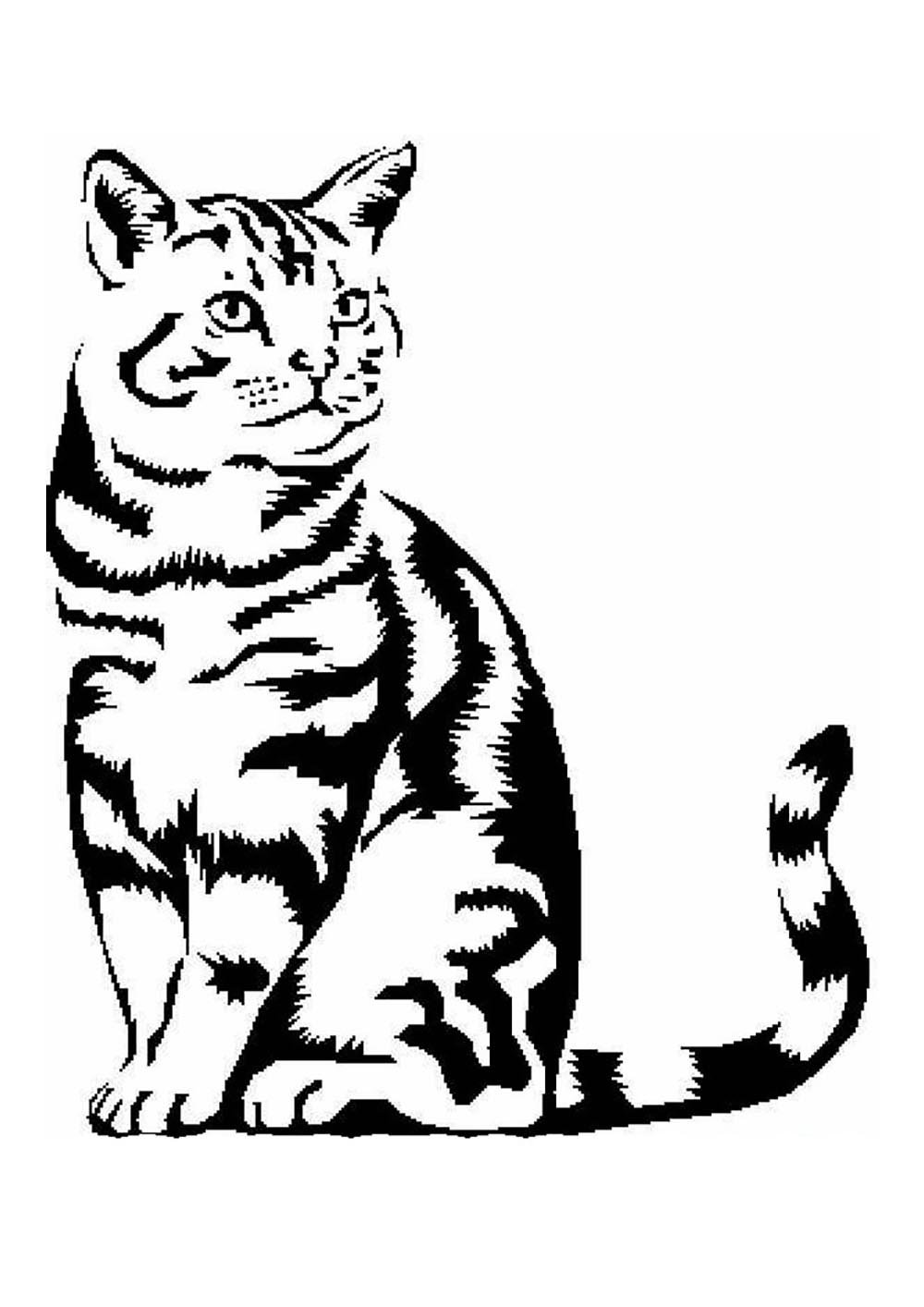 Шотландцы коты